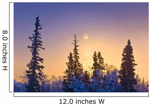 Spruce Trees Silhouetted against Wall Decal