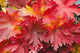 Closeup Detail Autumn Foliage Wall Decal