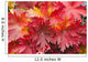 Closeup Detail Autumn Foliage Wall Decal
