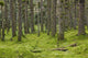 Spruce Forest Moss near Wall Decal