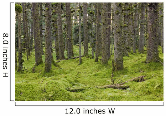 Spruce Forest Moss near Wall Decal