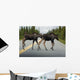 Two Young Moose Calves Wall Decal
