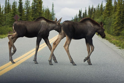 Two Young Moose Calves Wall Decal