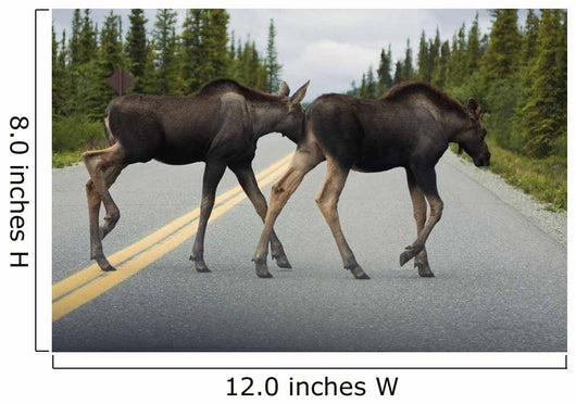 Two Young Moose Calves Wall Decal