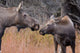 Up Cow Moose and Wall Decal