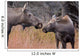 Up Cow Moose and Wall Decal