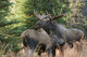 Bull Moose and Cow Wall Decal