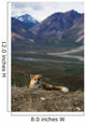 Red Fox Resting near Wall Decal