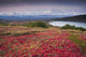Early Morning Mt McKinley Wall Decal Design 2