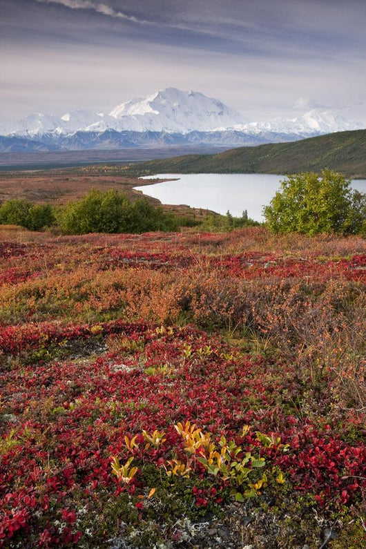Early Morning Mt McKinley Wall Decal Design 1