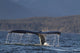 Up Humpback Whale Tail Wall Decal Design 4