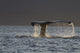 Up Humpback Whale Tail Wall Decal Design 3