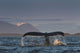 Up Humpback Whale Tail Wall Decal Design 2