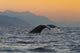 Up Humpback Whale Tail Wall Decal Design 1