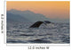 Up Humpback Whale Tail Wall Decal Design 1