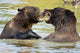 Bears Playing Alaska Wildlife Wall Decal