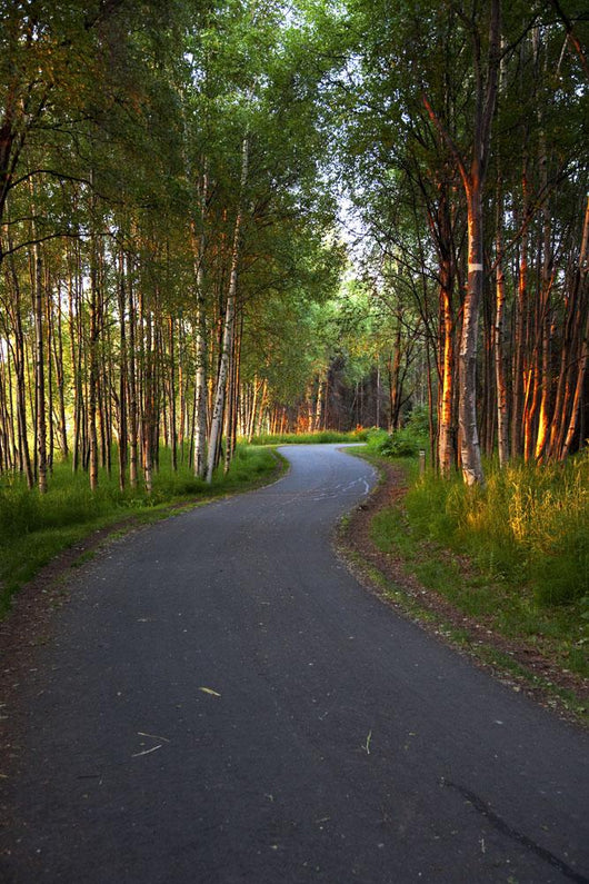 Paved Path Winding through Wall Decal