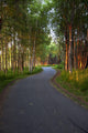 Paved Path Winding through Wall Decal