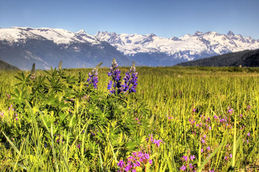 Scenic Wildflower Meadow and Wall Decal