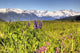 Scenic Wildflower Meadow and Wall Decal