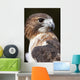 red tailed hawk profile Wall Mural