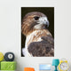 red tailed hawk profile Wall Mural