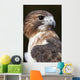 red tailed hawk profile Wall Mural