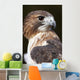 red tailed hawk profile Wall Mural