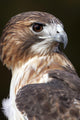 red tailed hawk profile Wall Mural