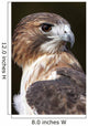 red tailed hawk profile Wall Mural