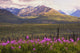 Chugach Mountains with Fireweed Wall Decal