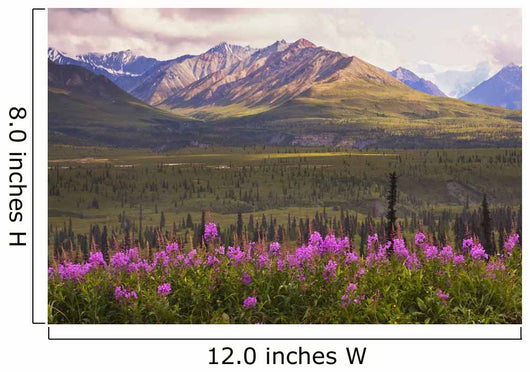 Chugach Mountains with Fireweed Wall Decal