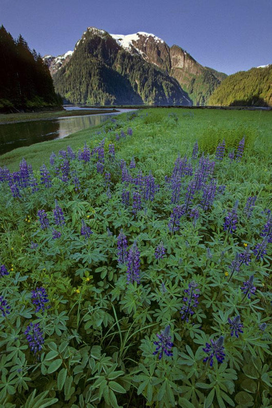 Field Lupine Rudyerd River Wall Decal