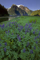 Field Lupine Rudyerd River Wall Decal
