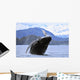 Humpback Wale Breaching Prince Wall Decal