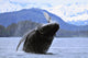 Humpback Wale Breaching Prince Wall Decal