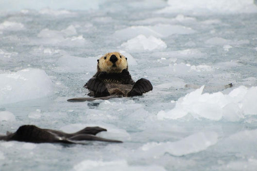 Sea Otters amongst Ice Wall Decal