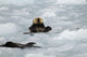 Sea Otters amongst Ice Wall Decal