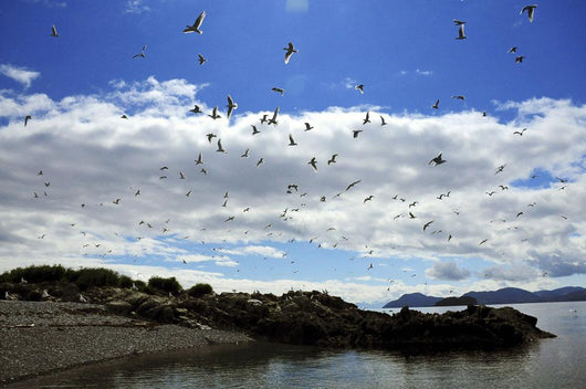 Sea Gulls Flying above Wall Decal