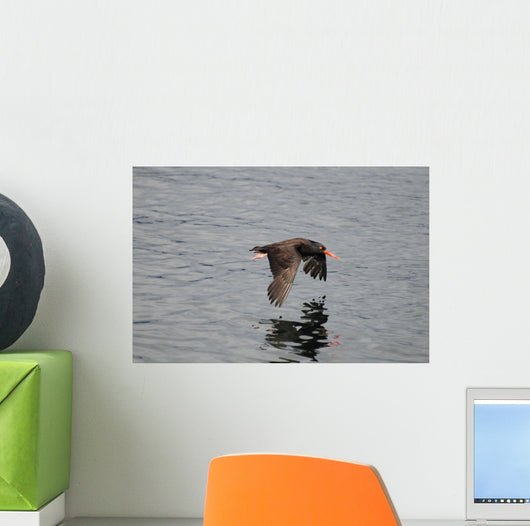 Oystercatcher Flight over Prince Wall Decal