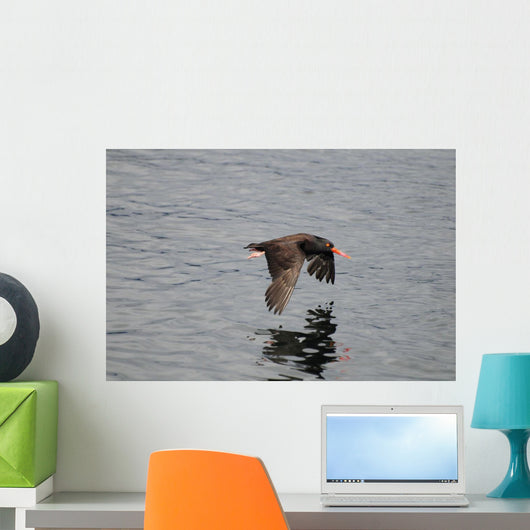 Oystercatcher Flight over Prince Wall Decal