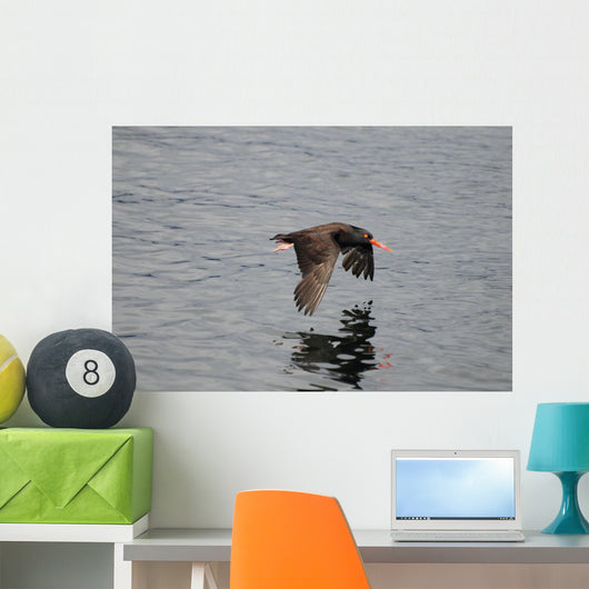 Oystercatcher Flight over Prince Wall Decal