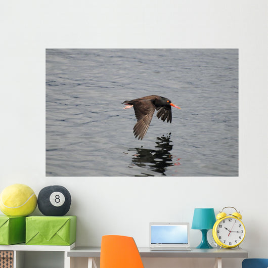 Oystercatcher Flight over Prince Wall Decal