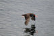 Oystercatcher Flight over Prince Wall Decal