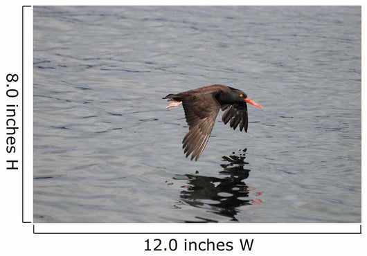 Oystercatcher Flight over Prince Wall Decal