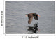 Oystercatcher Flight over Prince Wall Decal