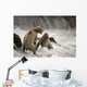 Brown Bear Fight over Wall Decal
