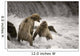 Brown Bear Fight over Wall Decal