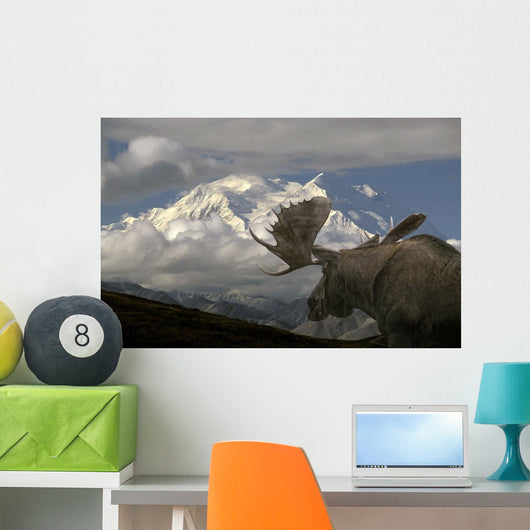 Bull Moose Walking toward Wall Decal