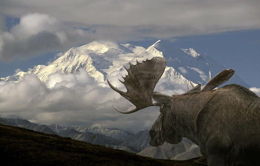 Bull Moose Walking toward Wall Decal